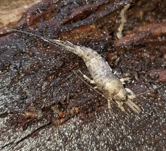 Pedetontus