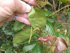 Mischocarpus lachnocarpus