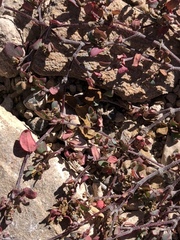 Euphorbia cinerascens