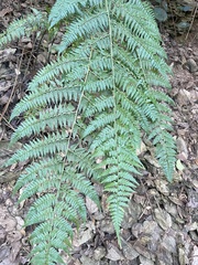 Microlepia nepalensis