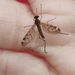 Anisopodidae