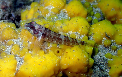 Enneapterygius atrogulare