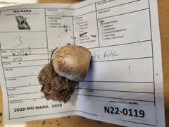 Scleroderma meridionale