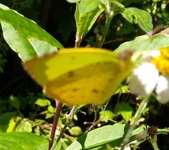 Abaeis salome jamapa