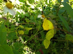 Abaeis salome jamapa