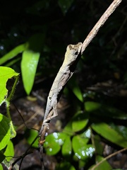 Anolis trachyderma