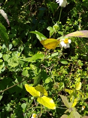 Abaeis salome jamapa