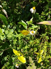 Abaeis salome jamapa