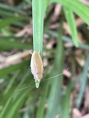 Ellipsidion humerale