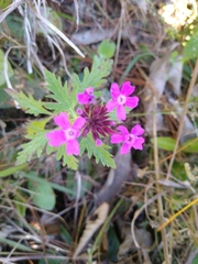 Glandularia canadensis