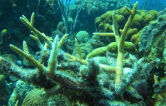 Acropora cervicornis