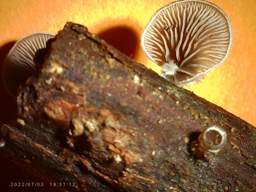 Resupinatus trichotis (Photo 3 of 5)