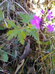Glandularia canadensis