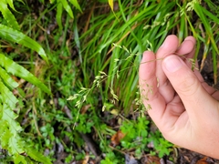 Poa anceps