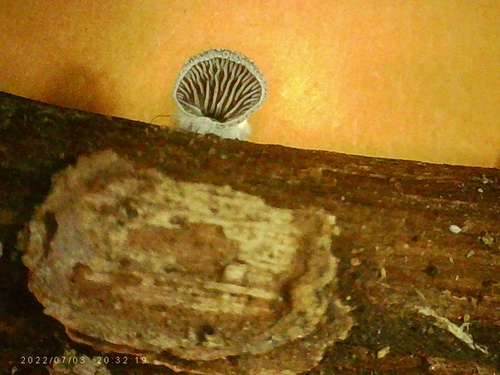 Resupinatus trichotis (Photo 4 of 5)