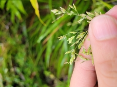 Poa anceps