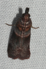 Calguia defiguralis