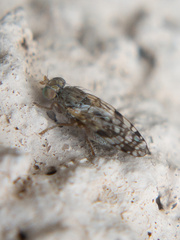 Neotephritis finalis