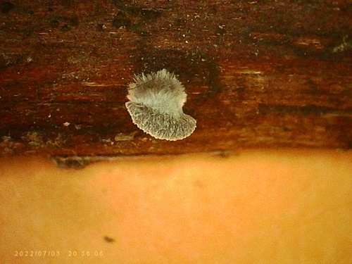 Resupinatus trichotis (Photo 5 of 5)