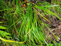 Poa anceps