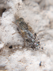 Neotephritis finalis