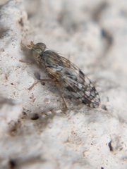 Neotephritis finalis