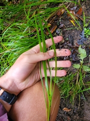 Poa anceps