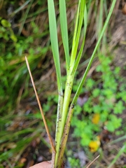 Poa anceps