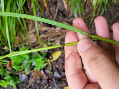 Poa anceps