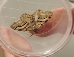 Digrammia continuata