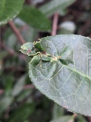 Liothrips ilex
