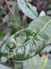 Liothrips ilex