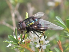 Rutilia