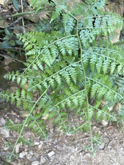 Microlepia nepalensis