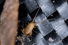 Myrmecophilidae