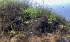 Prosopis pallida