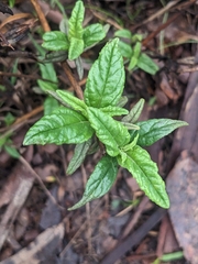 Diplacus aurantiacus