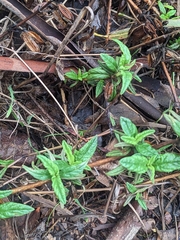 Diplacus aurantiacus