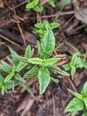 Diplacus aurantiacus