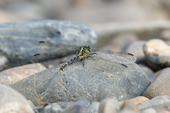 Austrogomphus ochraceus