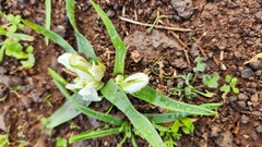Ornithogalum lanceolatum