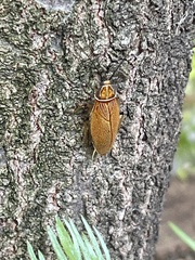 Ellipsidion humerale