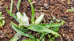 Ornithogalum lanceolatum