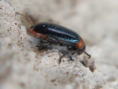Disonycha politula