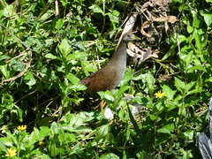 Amaurornis moluccana