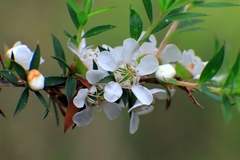 Leptospermum scoparium