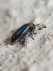 Disonycha politula