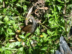 Amaurornis moluccana