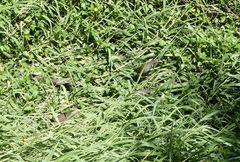 Amaurornis moluccana