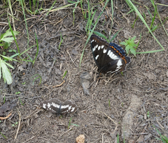 Neptis rivularis